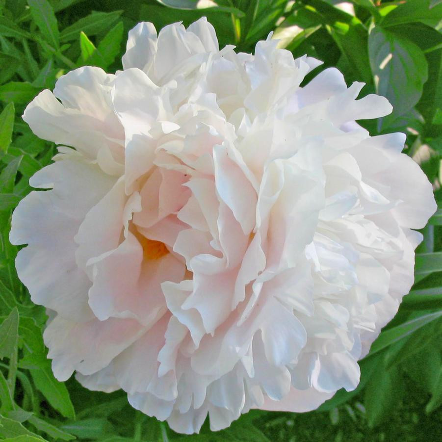 PEONY SHIRLEY TEMPLE #2 - Cofer's Home & Garden