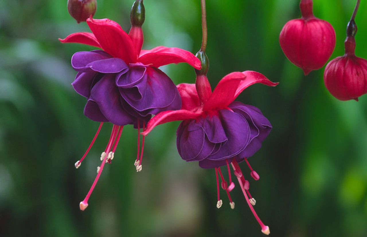 FUSCHIA HANGING BASKET - Cofer's Home & Garden
