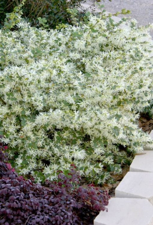 Loropetalum Emerald Snow® 3 Gallon - Cofer's Home & Garden