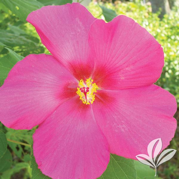 CONFEDERATE ROSE SINGLE #3 - Cofer's Home & Garden