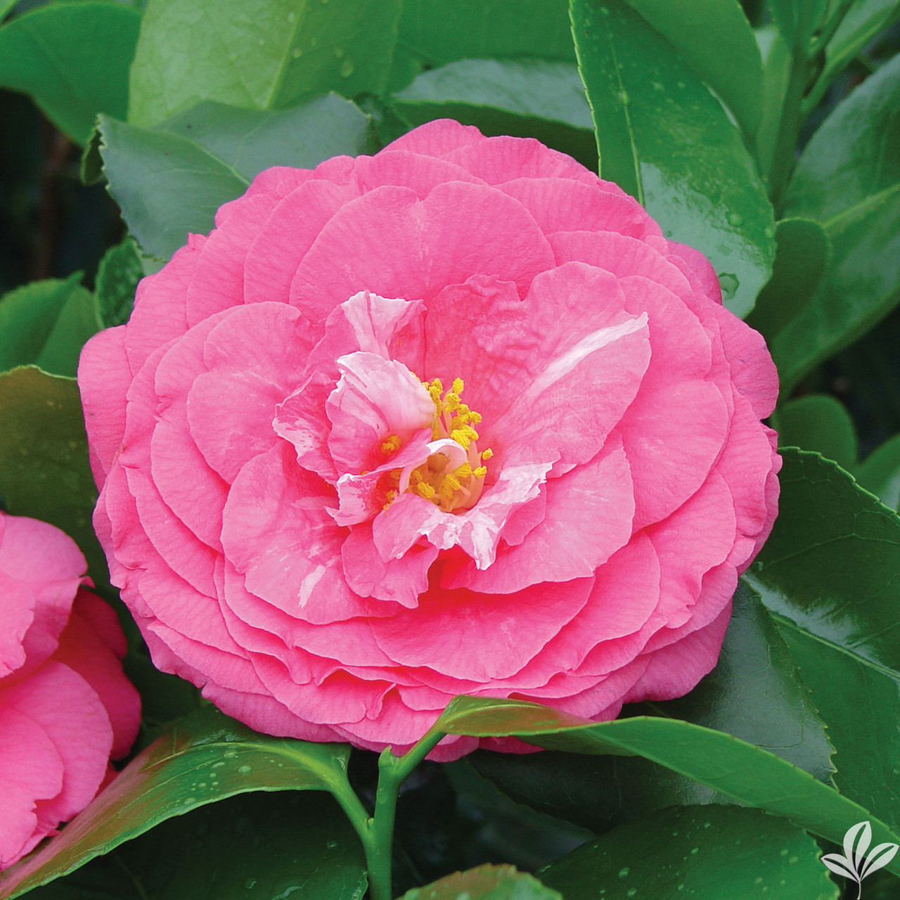 Camellia ROSE DAWN 3 Gallon - Cofer's Home & Garden