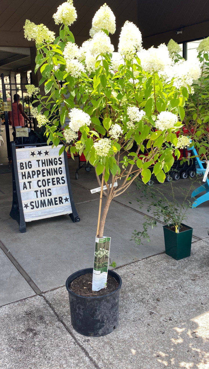 Hydrangea4936　0901 Endless Summer 1 gal. Potted Bloomstruck Hydrangea Shrub at