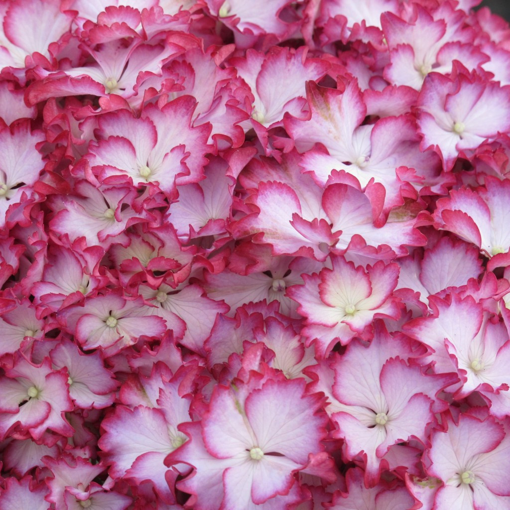 Hydrangea macrophylla Seaside Serenade® Fire Island #2 - Cofer's