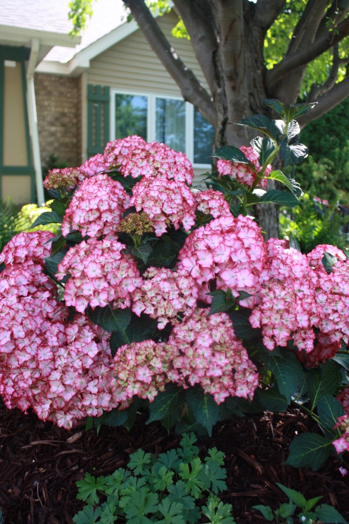 Hydrangea macrophylla Seaside Serenade® Fire Island #2 - Cofer's