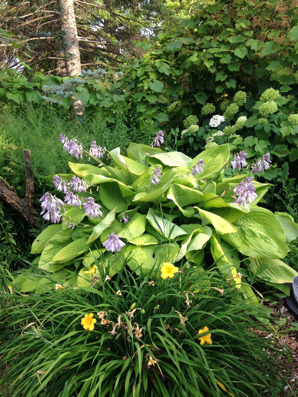 Hosta #39 Sum Substance #39 5 Gallon Cofer #39 s Home Garden Hosta #39 Sum Substance #39 5 Gallon Cofer #39 s Home Garden
