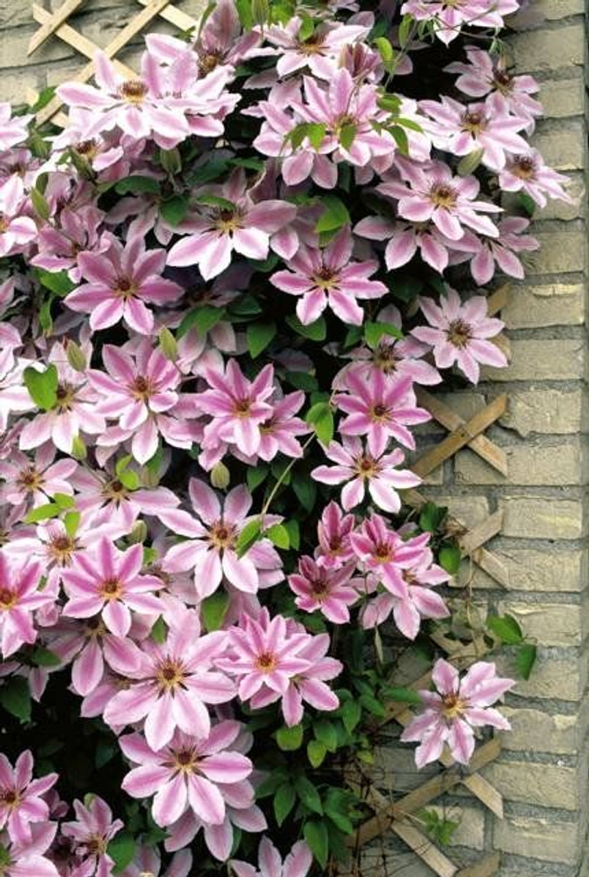 Clematis 'Nelly Moser' 5 Cofer's Home & Garden