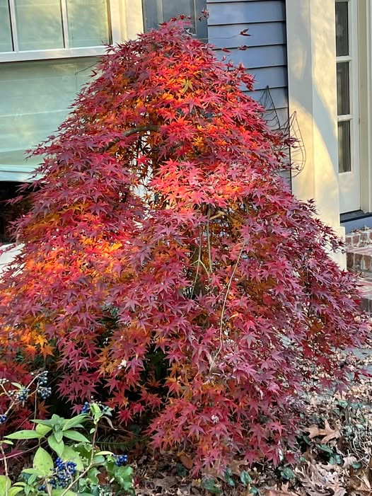 RYU　5苗 Japanese maple 'RYUSEN' #5 - Cofer's Home & Garden