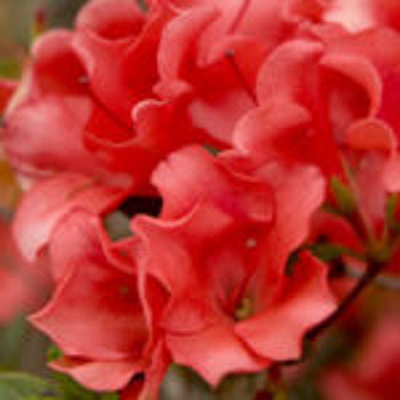 Encore® Azalea Autumn Ruby™ #3 - Cofer's Home & Garden