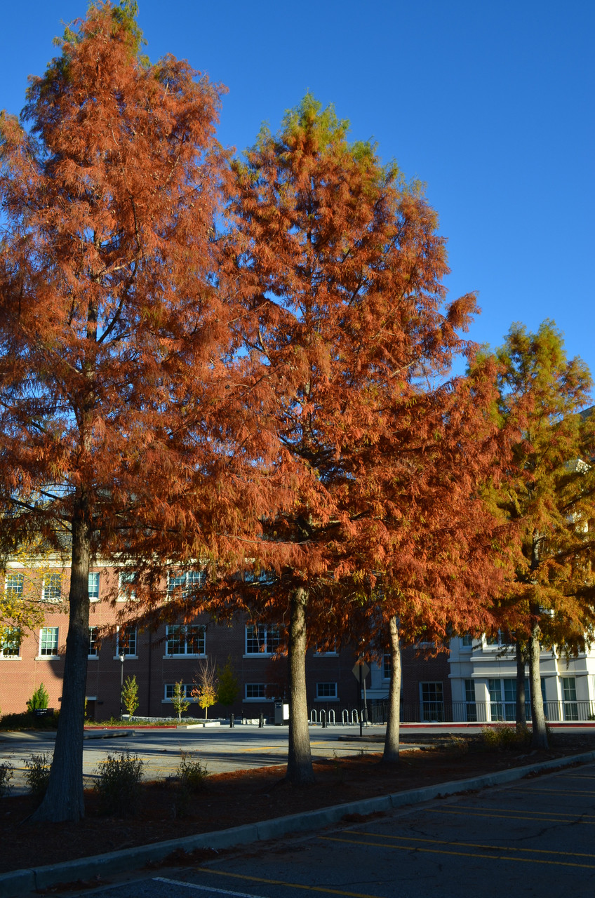 Bald Cypress #5.1 - Cofer's Home & Garden