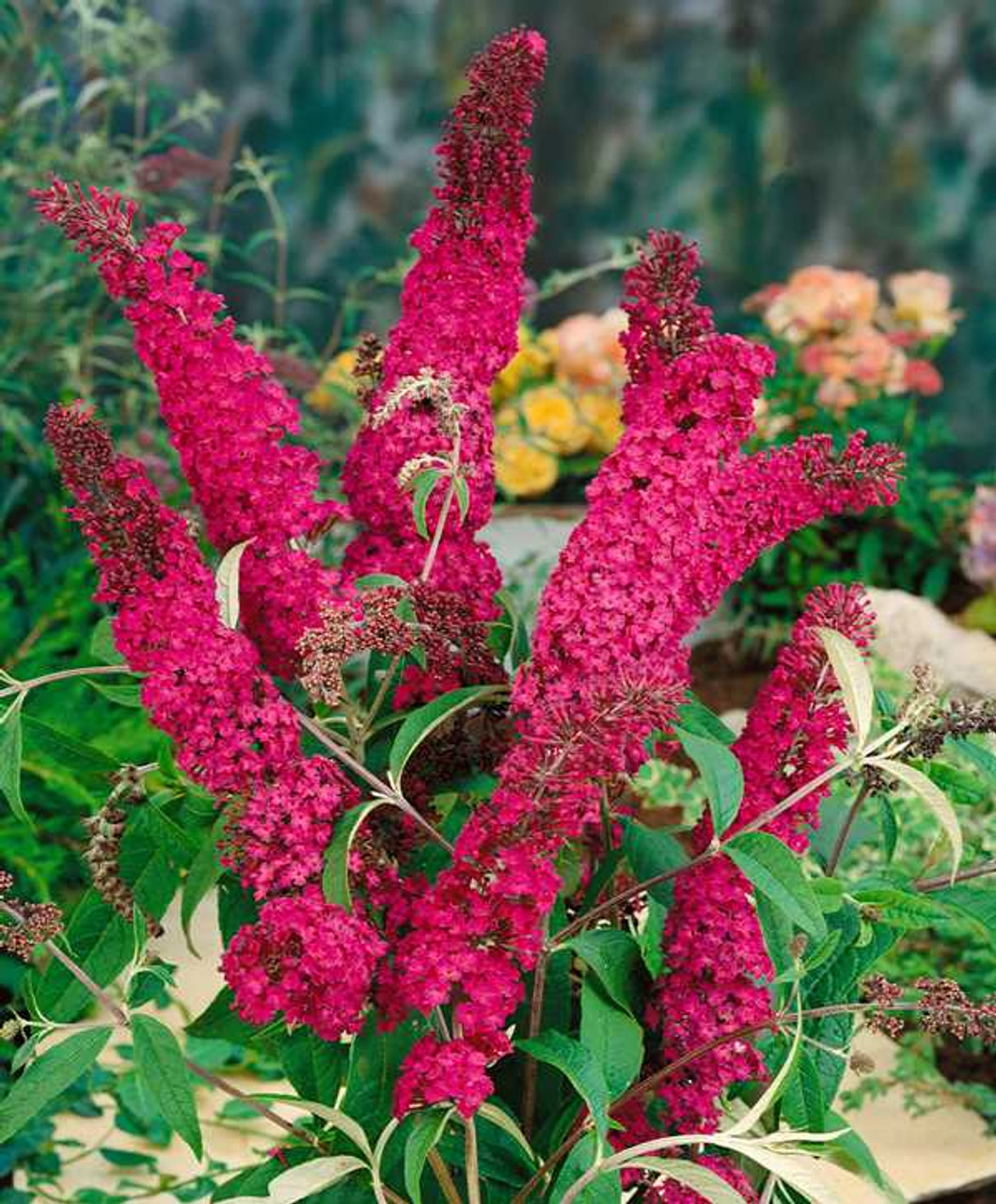 Image of Royal red butterfly bush 3