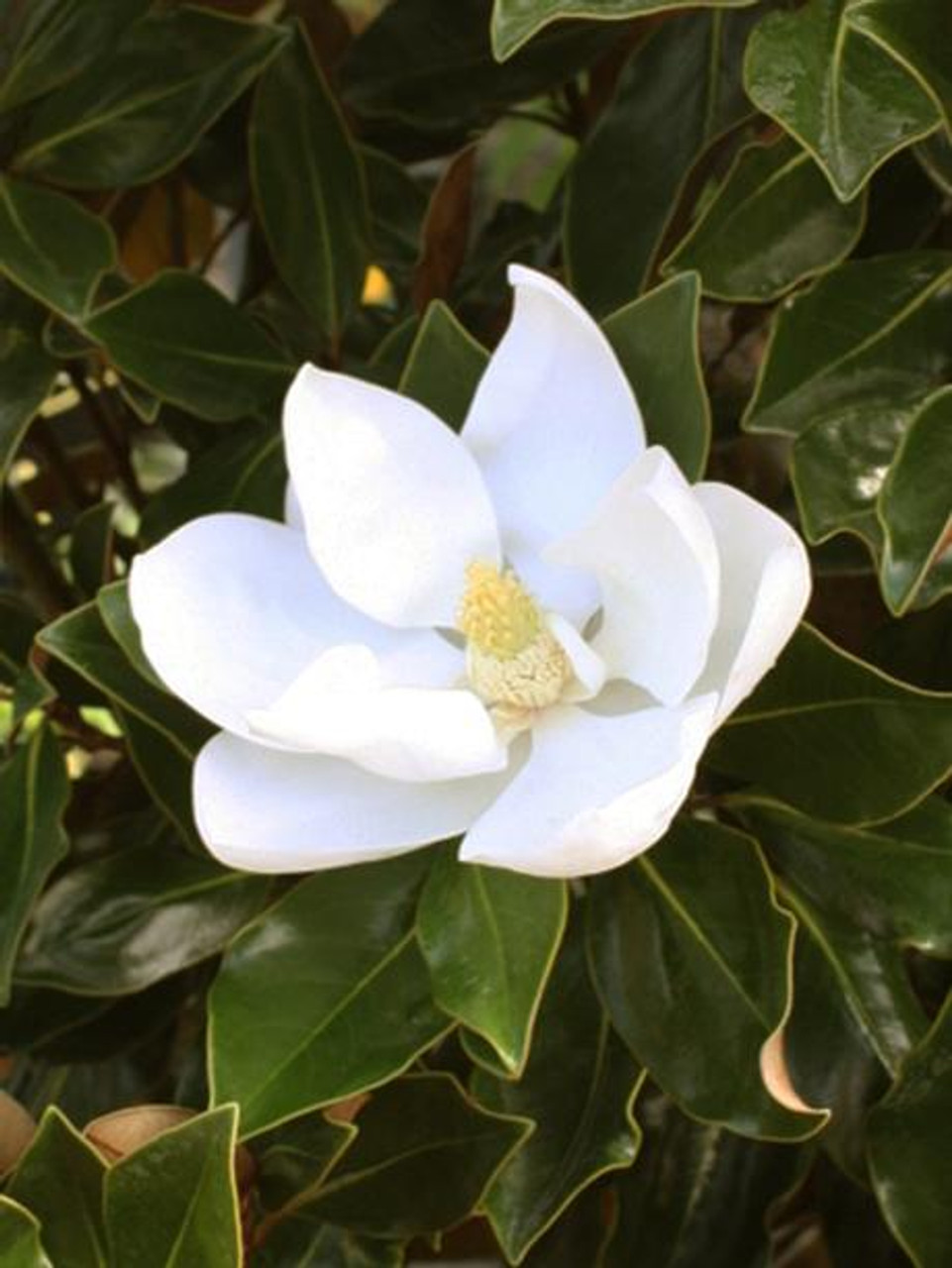 Magnolia 'Little Gem' 15 Gallon - Cofer's Home & Garden