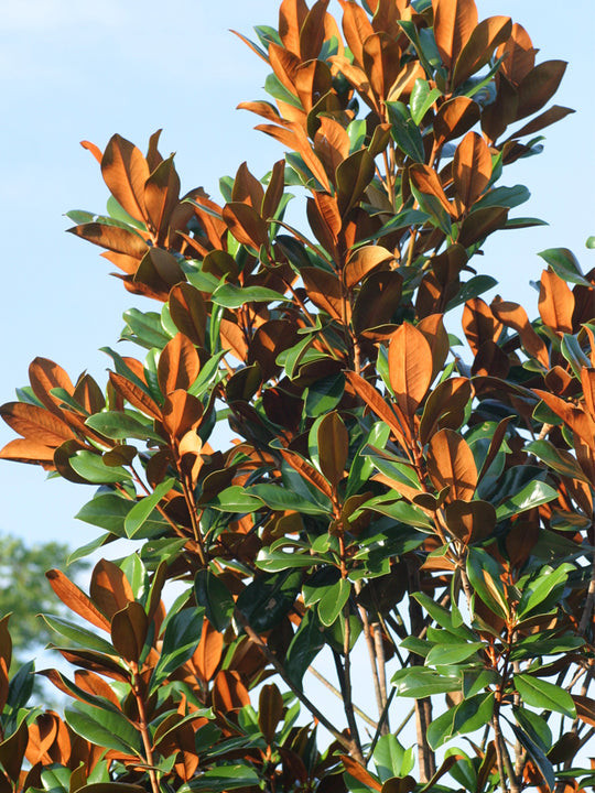 Magnolia 'Bracken's Beauty' 15 Gallon Cofer's Home & Garden