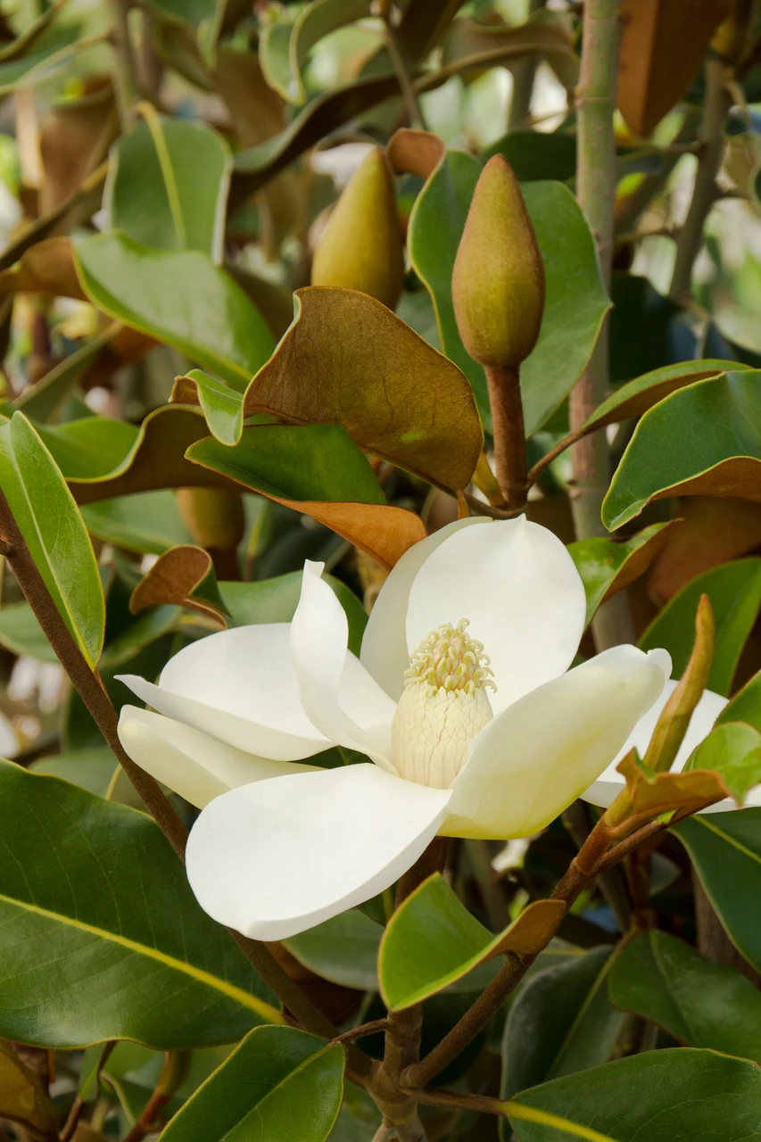 Magnolia 'Bracken's Beauty' 15 Gallon Cofer's Home & Garden