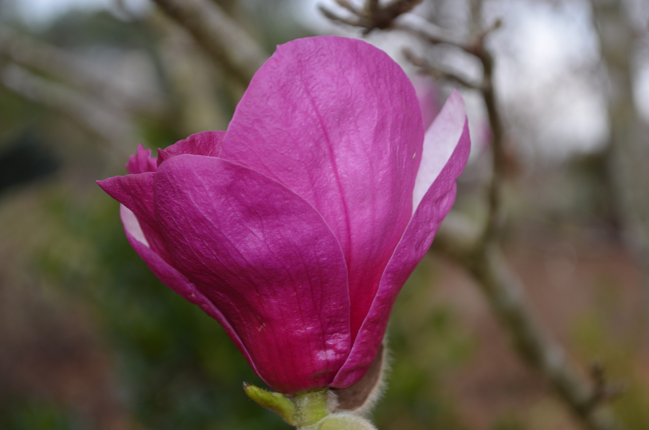 Saucer Magnolia 'Alexandrina' 5 Gallon Cofer's Home & Garden