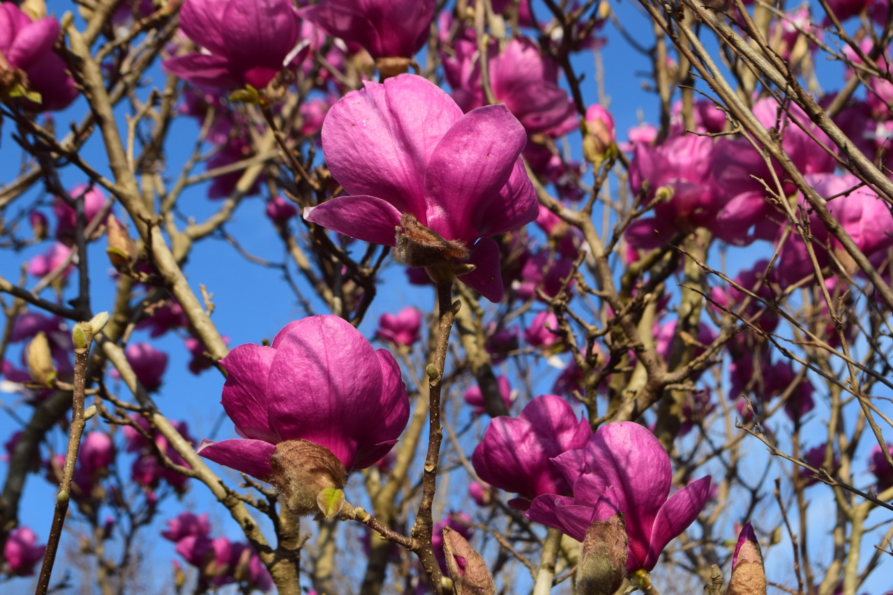 Saucer Magnolia 'Alexandrina' 5 Gallon Cofer's Home & Garden