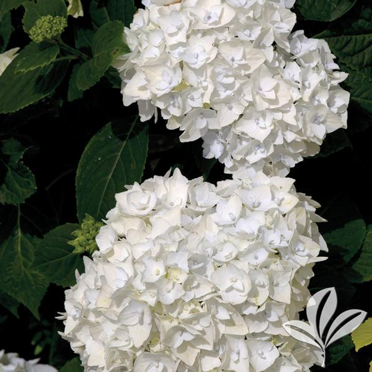 Hydrangea4937　0203 Sullivans 19-in White Indoor Desktop Hydrangea Artificial