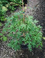 RYUSEI 　3 Japanese Maple 'Ryusen' 3 Gallon - Cofer's Home & Garden