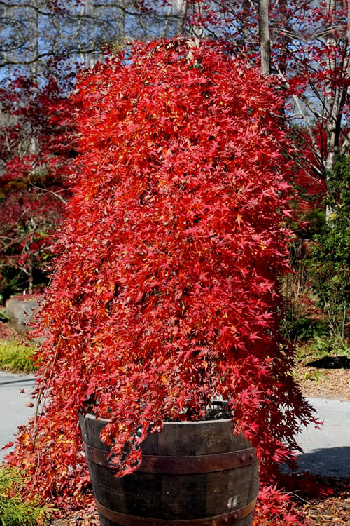 Japanese Maple 'Ryusen' 3 Gallon - Cofer's Home & Garden