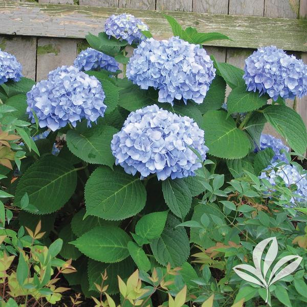 Hydrangea 'Endless Summer'® 8 Inch - Cofer's Home & Garden