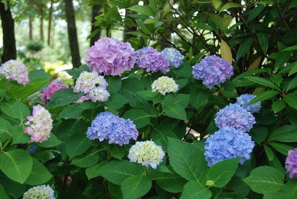 Hydrangea 'Penny Mac' 3 Gallon - Cofer's Home & Garden