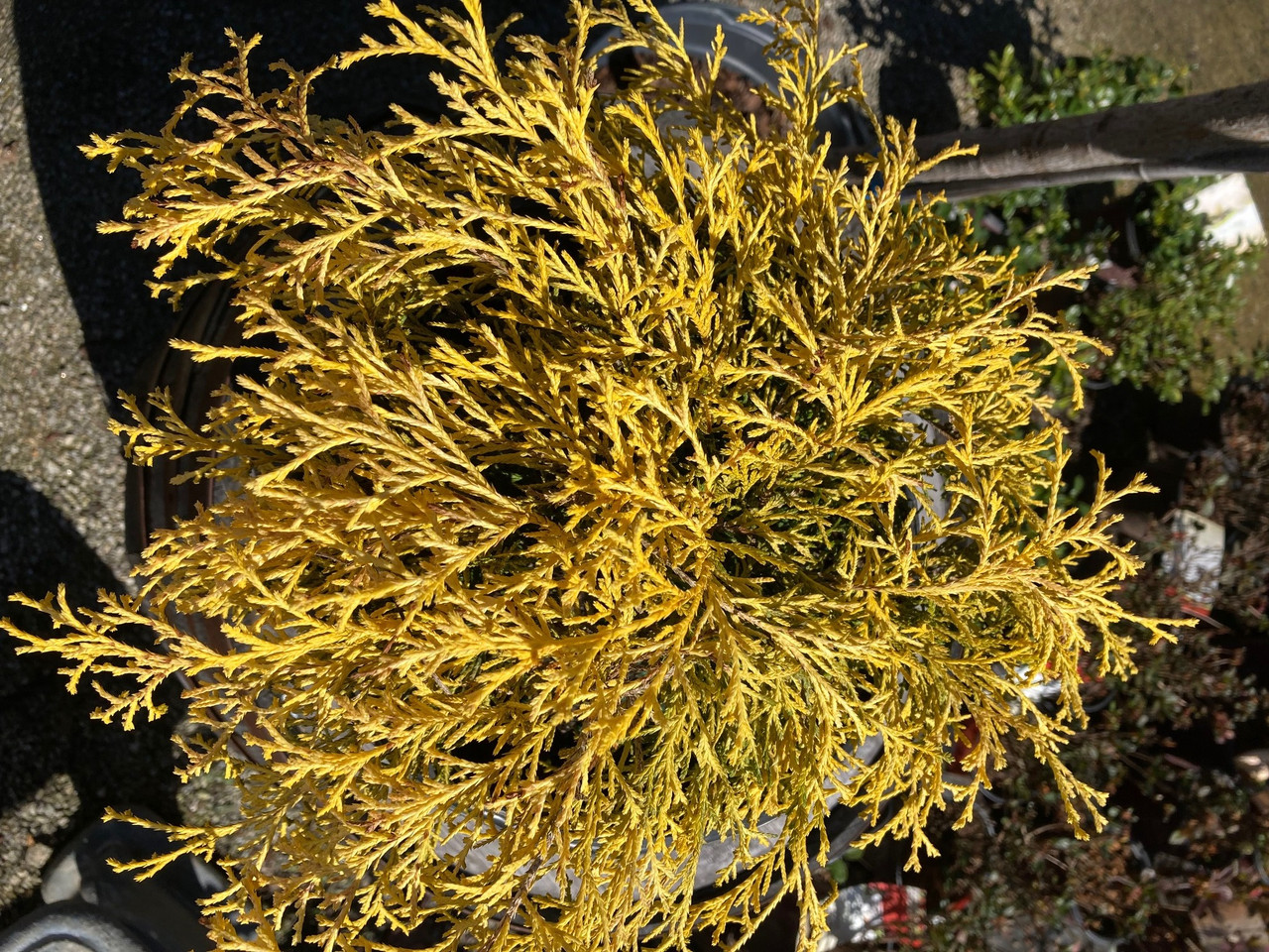 False Cypress 'King's Gold' #3 - Cofer's Home & Garden