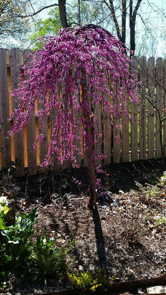 Redbud 'Ruby Falls' 15 Gallon Cofer's Home & Garden