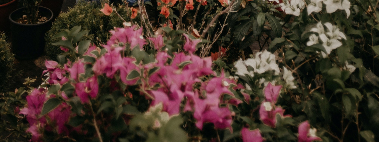 Plants