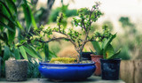 Bonsai Basics for Beginners