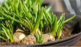 Bulbs are a Bright Idea