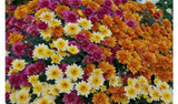 Caring for Garden Mums