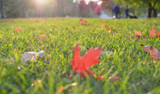 Caring For Your Lawn In The Fall