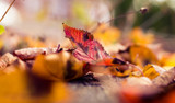 Fallproof Your Roof