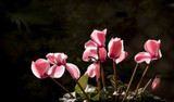 Go Beyond The Poinsettia This Holiday