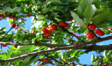 Grafting Fruit Trees