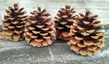 Make a Pine Cone Bird Feeder