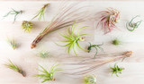Your Guide to Air Plants and Air-Purifying Plants