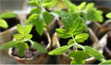 Plan Ahead for Spring Planting