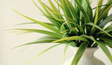 Protecting Indoor Plants This Winter