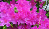 Pruning Azaleas