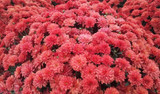 September Garden Tips