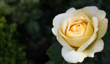 Which Rose Is Best for You?