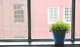 Wintertime Green Thumb