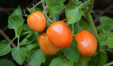 Your Tomatoes Need Some Support