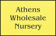 ATHENS WHOLESALE NURSERY
