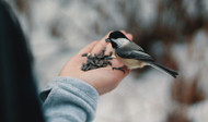 Bird Feeder Mobile