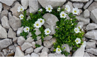 Plant a Rock Garden