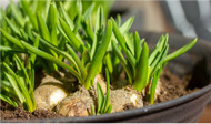 Bulbs are a Bright Idea