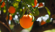 Caring for Citrus Trees