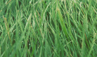 Caring For Your Lawn in the Spring