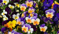 Combine Annuals and Perennials this Spring